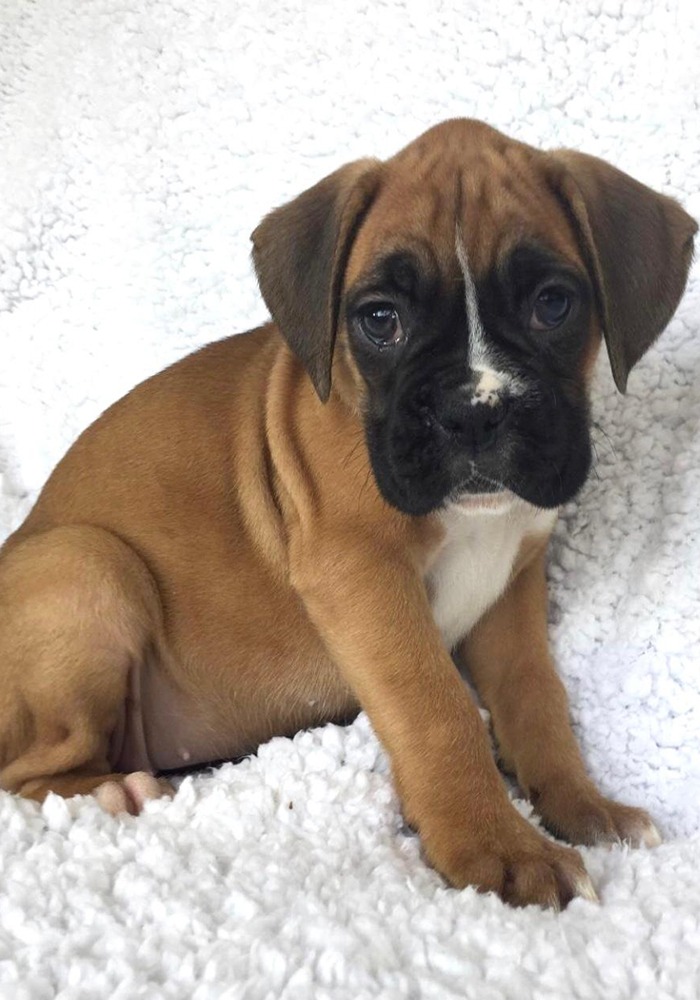 Looking for 2024 boxer puppies