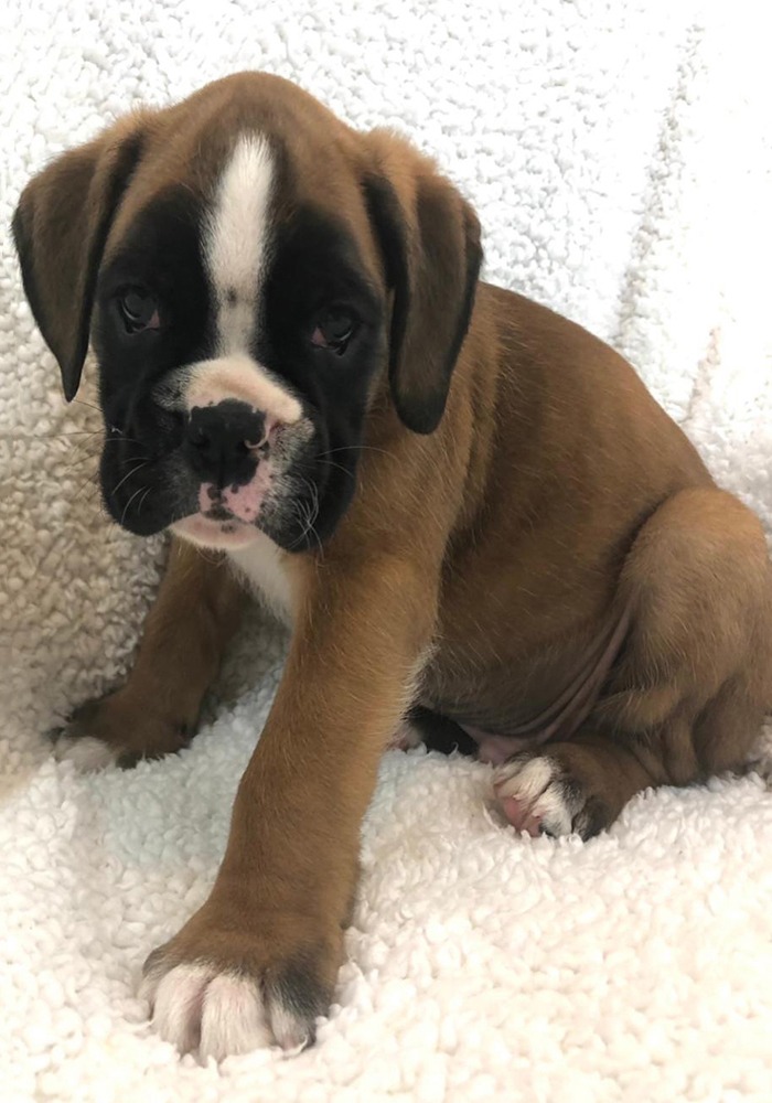 European hot sale boxer puppies