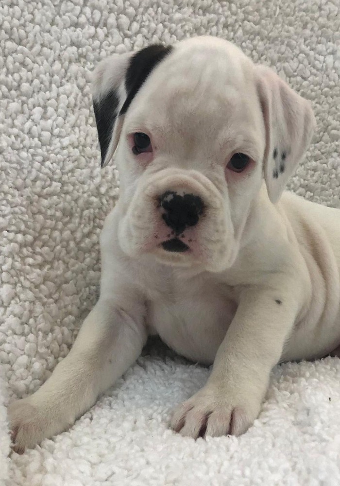 images of white boxer puppies