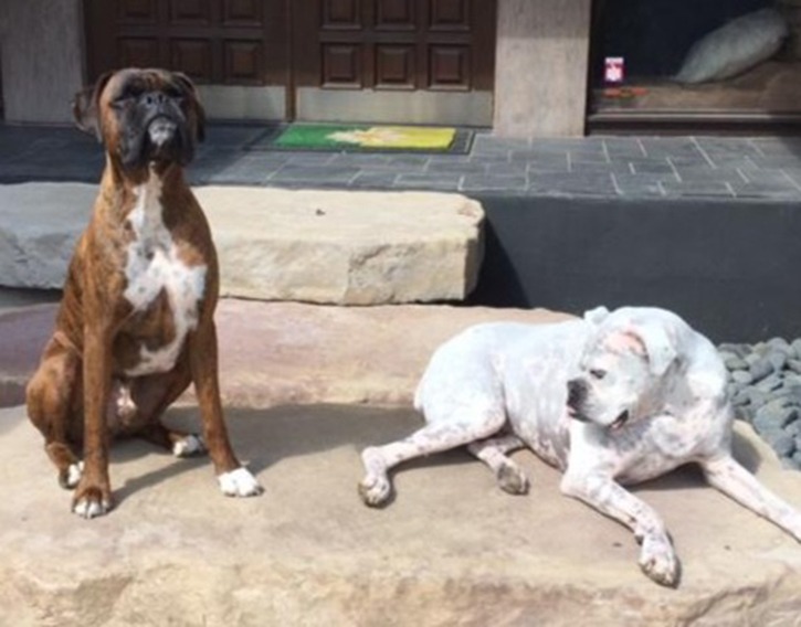 Webster and Sherman European Boxer Puppies