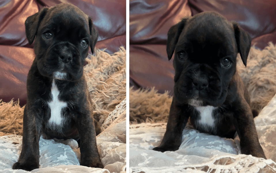 Female Boxer Puppy