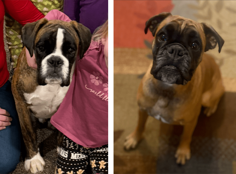 Adult Boxers for Guardian Homes