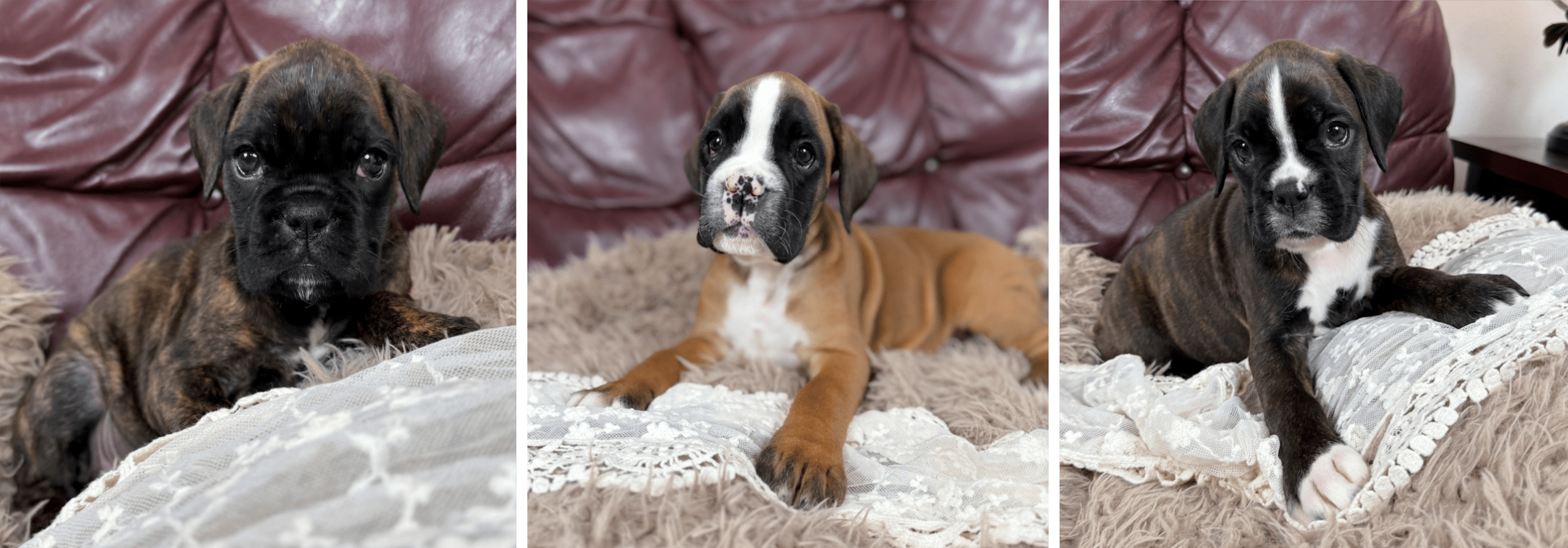 Three Female European Boxer Puppies Available Now Three Female European Boxer Puppies Available Now